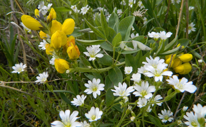 Prairie wildflowers Golden Peas and white asters