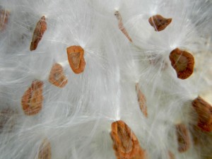 cottonwood fluff and seed